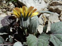 Crepis pygmaea 7, Saxifraga-Ed Stikvoort : Espinama - Fuente Dé - Regugio de Aliva s9900