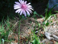 Crepis rubra 12, Saxifraga-Ed Stikvoort