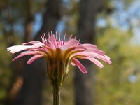 Crepis rubra 13, Saxifraga-Ed Stikvoort