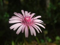 Crepis rubra 14, Saxifraga-Ed Stikvoort