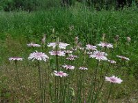 Crepis rubra 15, Saxifraga-Ed Stikvoort
