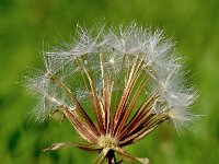 Crepis rubra 17, Saxifraga-Sonja Bouwman  Pink hawk's beard - Crepis rubra - Asteraceae familie