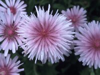 Crepis rubra 2, Saxifraga-Jan van der Straaten