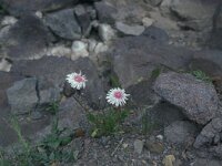Crepis rubra 23, Saxifraga-Jan van der Straaten
