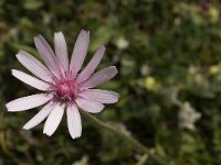 Crepis rubra 4, Saxifraga-Jan van der Straaten