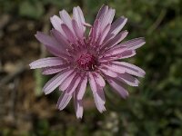 Crepis rubra 5, Saxifraga-Willem van Kruijsbergen