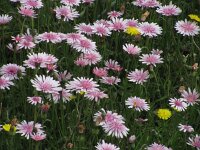 Crepis rubra 7, Saxifraga-Jasenka Topic