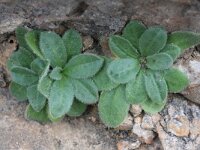 Crepis triasii 2, Saxifraga-Rutger Barendse