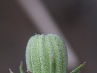 Crepis triasii 3, Saxifraga-Rutger Barendse