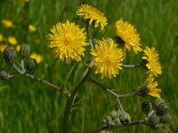Crepis vesicaria 14, Paardenbloemstreepzaad, Saxifraga-Ed Stikvoort