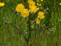 Crepis vesicaria 16, Paardenbloemstreepzaad, Saxifraga-Ed Stikvoort
