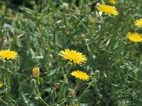 Crepis vesicaria 2, Paardenbloemstreepzaad, Saxifraga-Jan van der Straaten