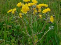 Crepis vesicaria 21, Paardenbloemstreepzaad, Saxifraga-Ed Stikvoort