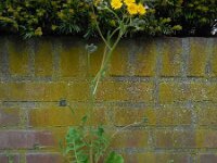 Crepis vesicaria 22, Paardenbloemstreepzaad, Saxifraga-Ed Stikvoort