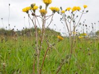 Crepis vesicaria 23, Paardenbloemstreepzaad, Saxifraga-Ed Stikvoort