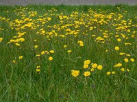 Crepis vesicaria 24 Paardenbloemstreepzaad, Saxifraga-Ed Stikvoort