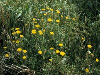 Crepis vesicaria 3, Paardenbloemstreepzaad, Saxifraga-Jan van der Straaten
