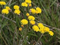 Crepis vesicaria ssp taraxacifolia 11, Saxifraga-Peter Meininger