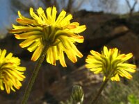 Crepis vesicaria ssp taraxacifolia 7, Saxifraga-Rutger Barendse