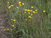 Crepis vesicaria ssp taraxacifolia 8, Saxifraga-Peter Meininger