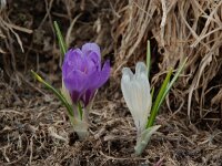 Crocus albiflorus 10, Saxifraga-Willem van Kruijsbergen