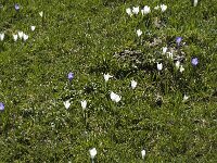 Crocus albiflorus 11, Saxifraga-Jan van der Straaten