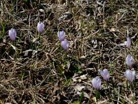 Crocus albiflorus 12, Saxifraga-Marijke Verhagen