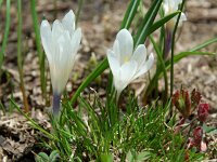 Crocus albiflorus 13, Saxifraga-Willem van Kruijsbergen