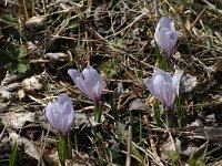 Crocus albiflorus 14, Saxifraga-Marijke Verhagen