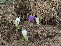 Crocus albiflorus 15, Saxifraga-Willem van Kruijsbergen