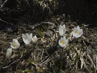 Crocus albiflorus 16, Saxifraga-Jan van der Straaten