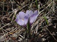 Crocus albiflorus 17, Saxifraga-Marijke Verhagen