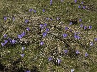 Crocus albiflorus 18, Saxifraga-Jan van der Straaten