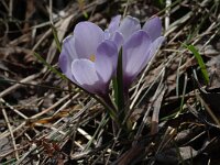 Crocus albiflorus 19, Saxifraga-Marijke Verhagen