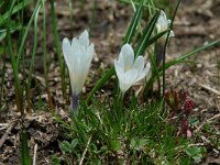 Crocus albiflorus 2, Saxifraga-Willem van Kruijsbergen