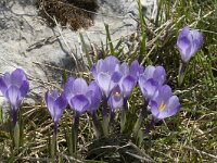 Crocus albiflorus 20, Saxifraga-Jan van der Straaten