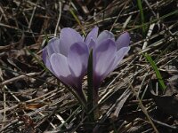 Crocus albiflorus 21, Saxifraga-Marijke Verhagen