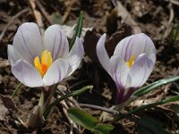 Crocus albiflorus 22, Saxifraga-Jan van der Straaten