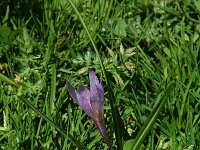 Crocus albiflorus 24, Saxifraga-Willem van Kruijsbergen