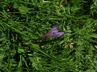 Crocus albiflorus 25, Saxifraga-Willem van Kruijsbergen