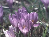 Crocus albiflorus 26, Saxifraga-Eugen Schaub