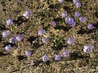 Crocus albiflorus 27, Saxifraga-Jan van der Straaten