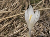 Crocus albiflorus 28, Saxifraga-Willem van Kruijsbergen
