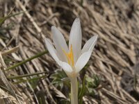 Crocus albiflorus 29, Saxifraga-Willem van Kruijsbergen