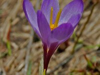 Crocus albiflorus 3, Saxifraga-Willem van Kruijsbergen