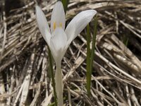 Crocus albiflorus 30, Saxifraga-Willem van Kruijsbergen