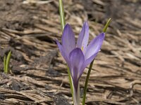 Crocus albiflorus 31, Saxifraga-Willem van Kruijsbergen