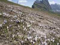 Crocus albiflorus 32, Saxifraga-Willem van Kruijsbergen