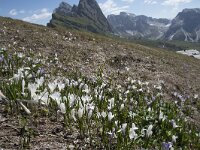 Crocus albiflorus 33, Saxifraga-Willem van Kruijsbergen