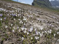 Crocus albiflorus 34, Saxifraga-Willem van Kruijsbergen